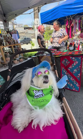 SÃO BERNARDO RECEBE O MAIOR EVENTO PET GRATUITO DO ABC NA AVENIDA BARÃO DE MAUÁ