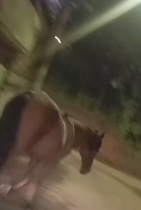 ATENÇÃO, MOTORISTAS: CAVALO SOLTO NA ESTRADA DOS ALVARENGAS