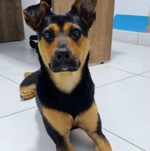 CACHORRINHA RECÉM-ADOTADA ESCAPA E DESAPARECE NA VILA SÃO PEDRO, EM SÃO BERNARDO