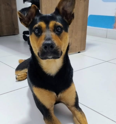 CACHORRINHA RECÉM-ADOTADA ESCAPA E DESAPARECE NA VILA SÃO PEDRO, EM SÃO BERNARDO