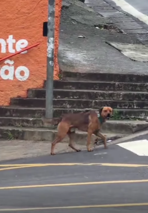 JOVEM RESGATA CACHORRO APÓS SUPOSTO ABANDONO NA RUA DOS VIANAS E PROCURA NOVO LAR PARA O PET