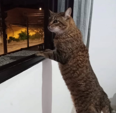 FAMÍLIA PROCURA POR GATA CLARICE DESAPARECIDA NA VILA SÃO JOSÉ