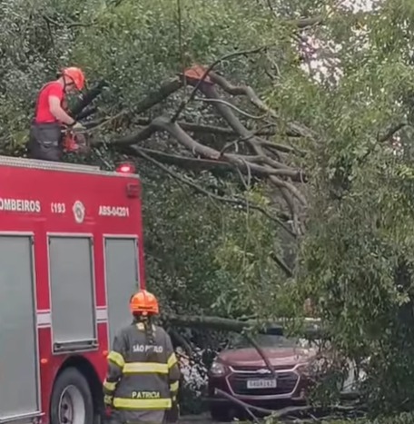 ÁRVORE CAI SOBRE CARRO NA AVENIDA JORNALISTA ROBERTO MARINHO, NA CAPITAL