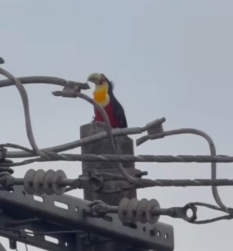 VISITA ILUSTRE: TUCANO SURGE EM POSTE NO BAIRRO BATISTINI E ENCANTA MORADORA EM SÃO BERNARDO