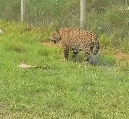 ONÇA-PINTADA ENCONTRADA EXAUSTA ÀS MARGENS DE RODOVIA É LEVADA DE VOLTA A PARQUE EM SP