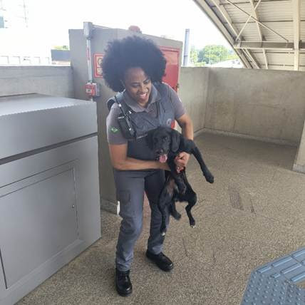 ABANDONO É CRIME: OPERAÇÕES DA MOTIVA RESGATAM MAIS DE 240 ANIMAIS EM SÃO PAULO E NA BAHIA