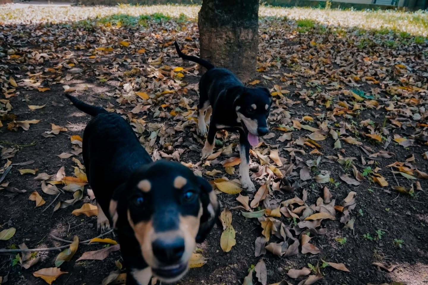 SÃO BERNARDO REALIZA FEIRA DE ADOÇÃO DE CÃES NESTE SÁBADO