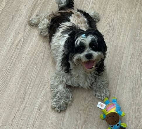 CACHORRINHO É ENCONTRADO NA CHUVA PRÓXIMO À RUA TIRADENTES, EM SÃO BERNARDO