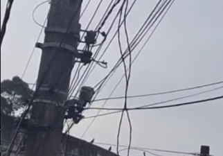 FAMÍLIA DE MACAQUINHOS É FLAGRADA ANDANDO SOBRE FIOS DE ENERGIA NO CENTRO DE SÃO BERNARDO