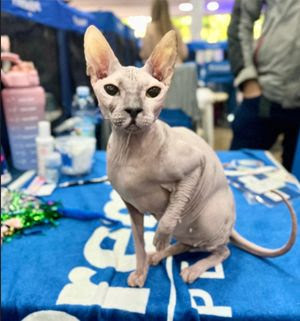 SÃO CAETANO DO SUL RECEBE PELA 3ª VEZ A EXPOSIÇÃO INTERNACIONAL DE GATOS DO CBG