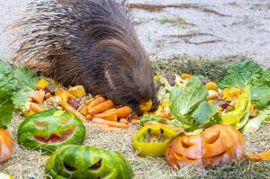 ABÓBORAS E MORCEGOS: CLIMA DE HALLOWEEN CHEGA AO ZOOLÓGICO DE SÃO PAULO NESTE FERIADO