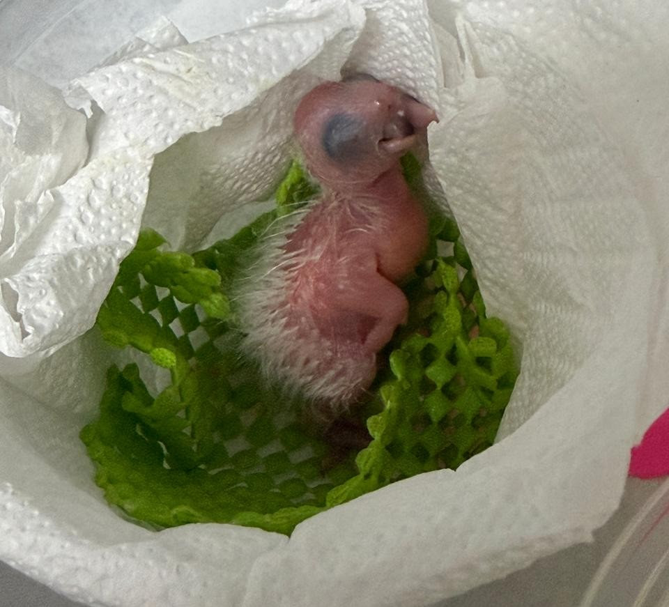 CETRAS-SP RECEBE 50 OVOS DE AVES SILVESTRES APREENDIDOS NO AEROPORTO INTERNACIONAL DE GUARULHOS